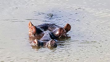 Primo piano d'ippopotamo